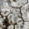 Lecanora albescens